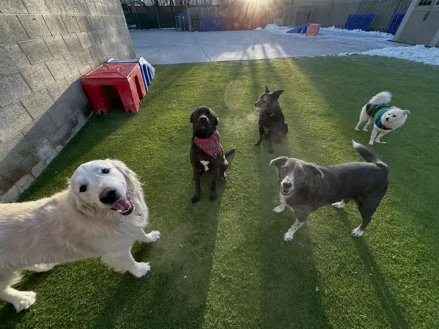 Dogs playing at Diggity Dog Resort in Salt Lake City