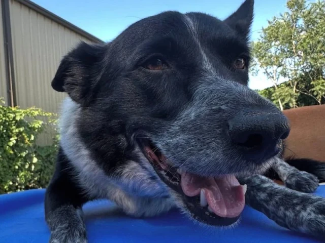 Dogs playing at Diggity Dog Resort daycare in Salt Lake City