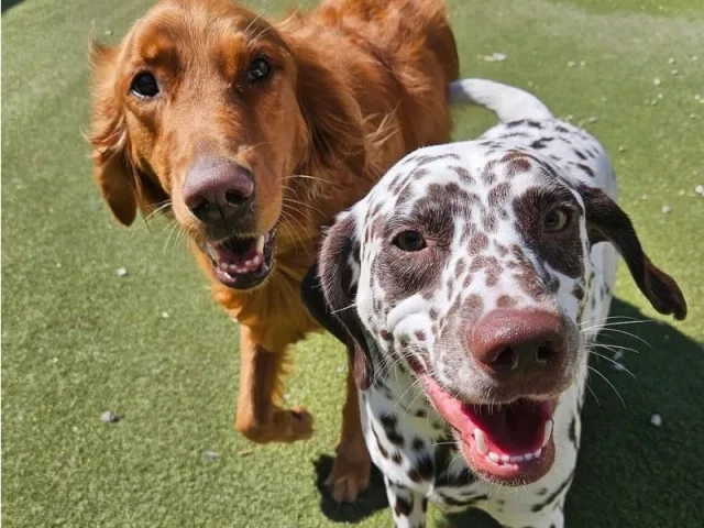 Dogs playing at Diggity Dog Resort daycare in Salt Lake City
