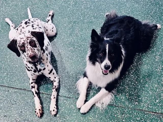 Dogs playing in the outdoor yard at Diggity Dog Resort in Salt Lake City