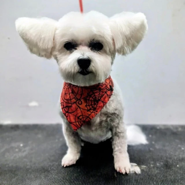 Dog groomed at Diggity Dog Resort in Salt Lake City