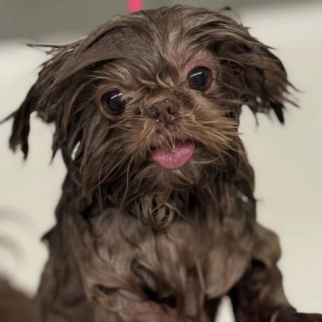 Dog groomed at Diggity Dog Resort in Salt Lake City