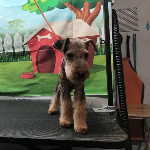 Dog groomed at Diggity Dog Resort in Salt Lake City