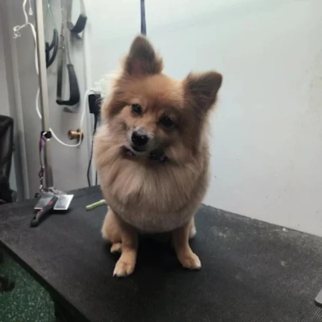 Dog groomed at Diggity Dog Resort in Salt Lake City