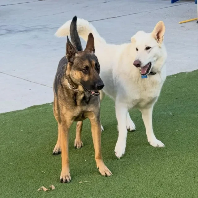 Dogs at play at Diggity Dog Resort