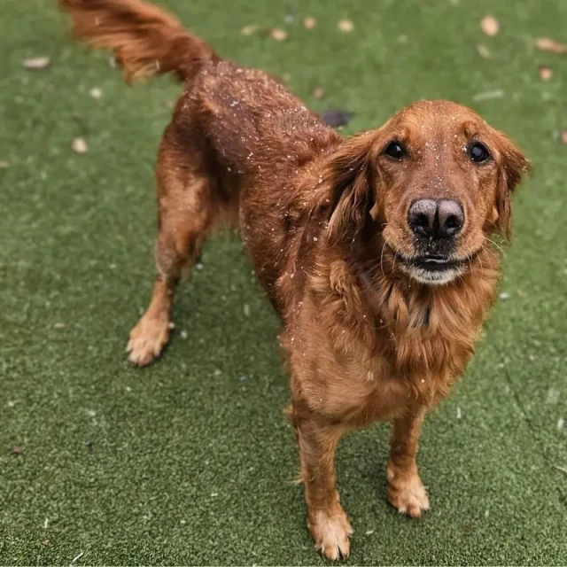Dog enjoying resort life at Diggity Dog