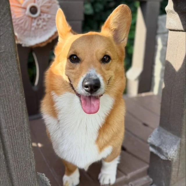 Dogs at Diggity Dog Resort Salt Lake City