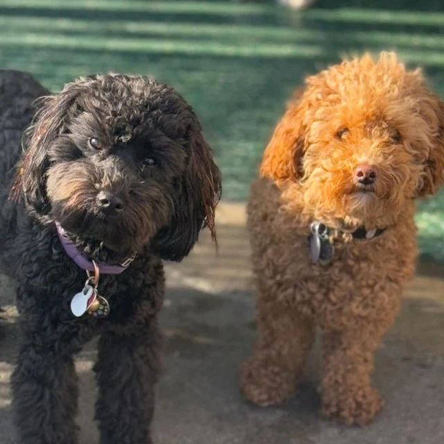 Dogs playing at Diggity Dog Resort