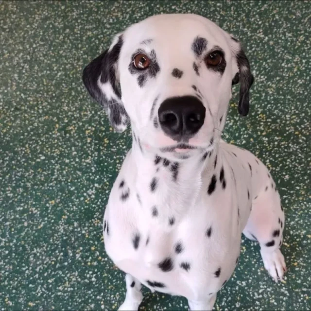 Happy dogs at Diggity Dog Resort daycare