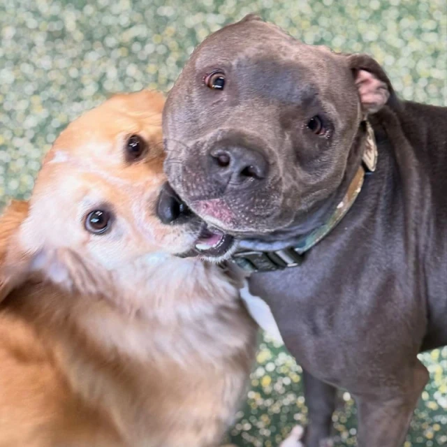 Dogs enjoying outdoor play at Diggity Dog Resort