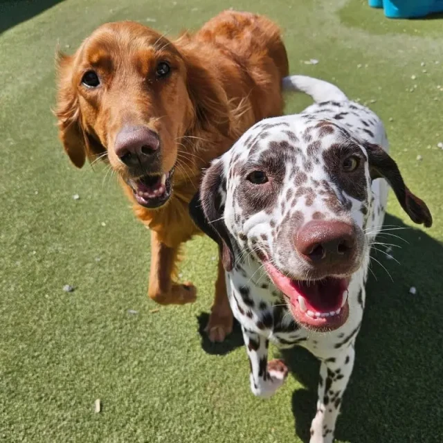 Pack play at Diggity Dog Resort Salt Lake City