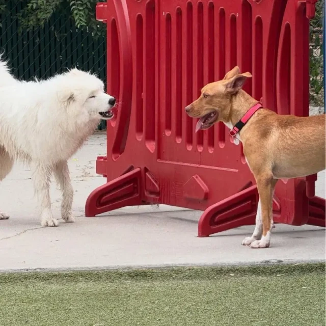 Dog daycare at Diggity Dog Resort