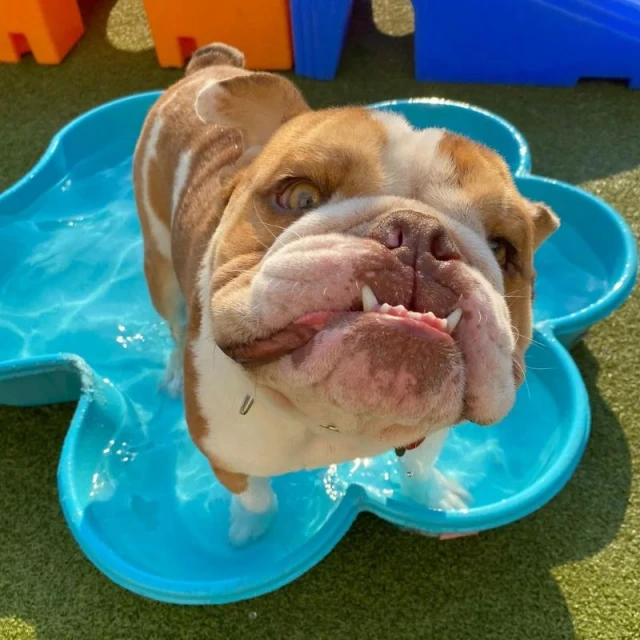 Dogs boarding overnight at Diggity Dog Resort