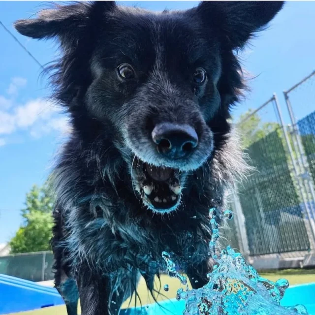 Dogs playing at Diggity Dog Resort