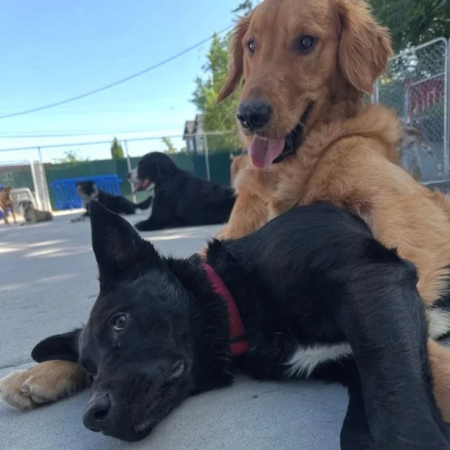 Pack play at Diggity Dog Resort Salt Lake City