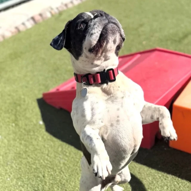 Dog daycare at Diggity Dog Resort
