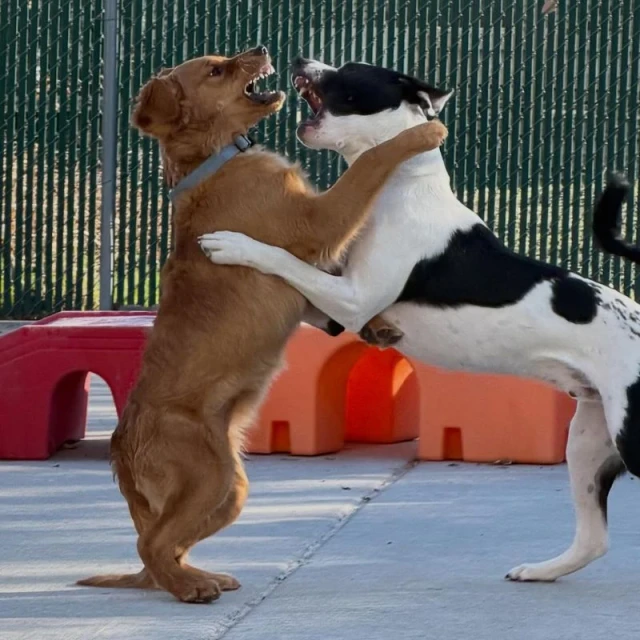 Dogs having fun at Diggity Dog Resort