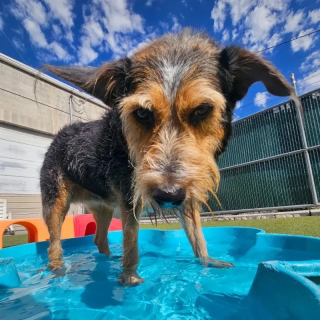 Dogs enjoying their day at Diggity Dog Resort