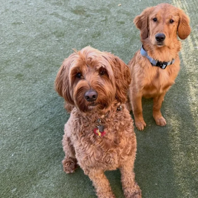 Outdoor play at Diggity Dog Resort