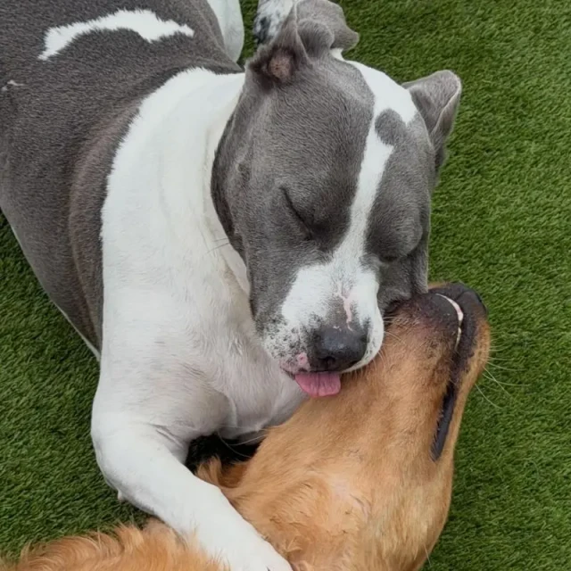 Dogs at Diggity Dog Resort