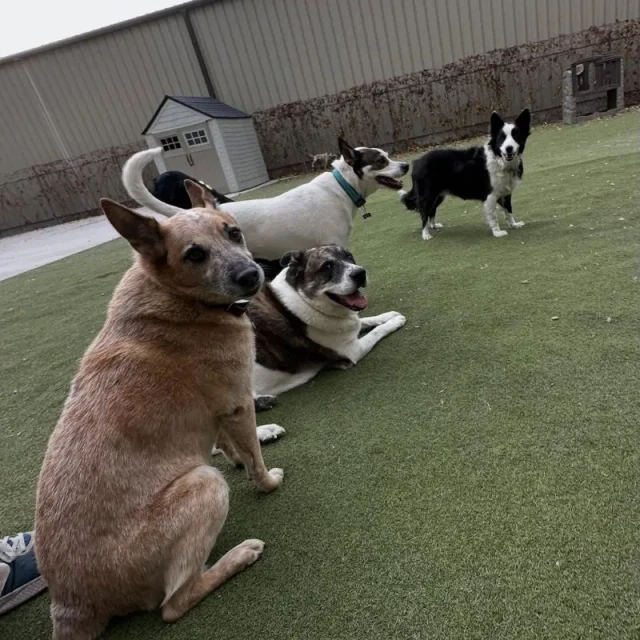 Dogs socializing at Diggity Dog Resort daycare